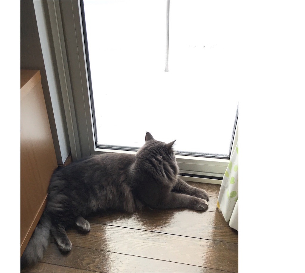 f:id:bellbelona39:20180121101657j:image f:id:bellbelona39:20180121101657j:image