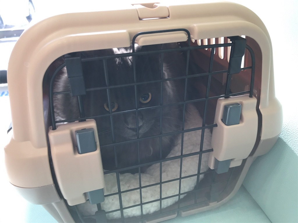 f:id:bellbelona39:20180122112541j:image f:id:bellbelona39:20180122112541j:image