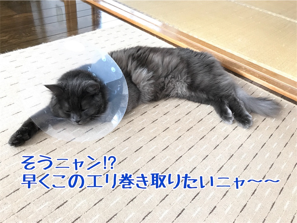f:id:bellbelona39:20180129104517j:image f:id:bellbelona39:20180129104517j:image