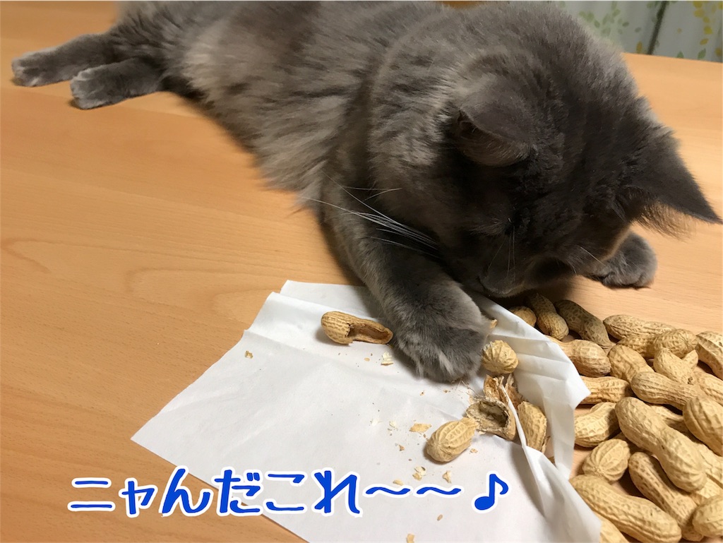 f:id:bellbelona39:20180205132401j:image f:id:bellbelona39:20180205132401j:image