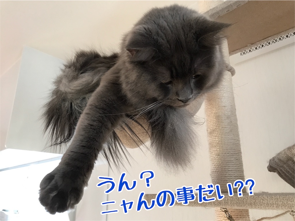 f:id:bellbelona39:20180206160416j:image f:id:bellbelona39:20180206160416j:image