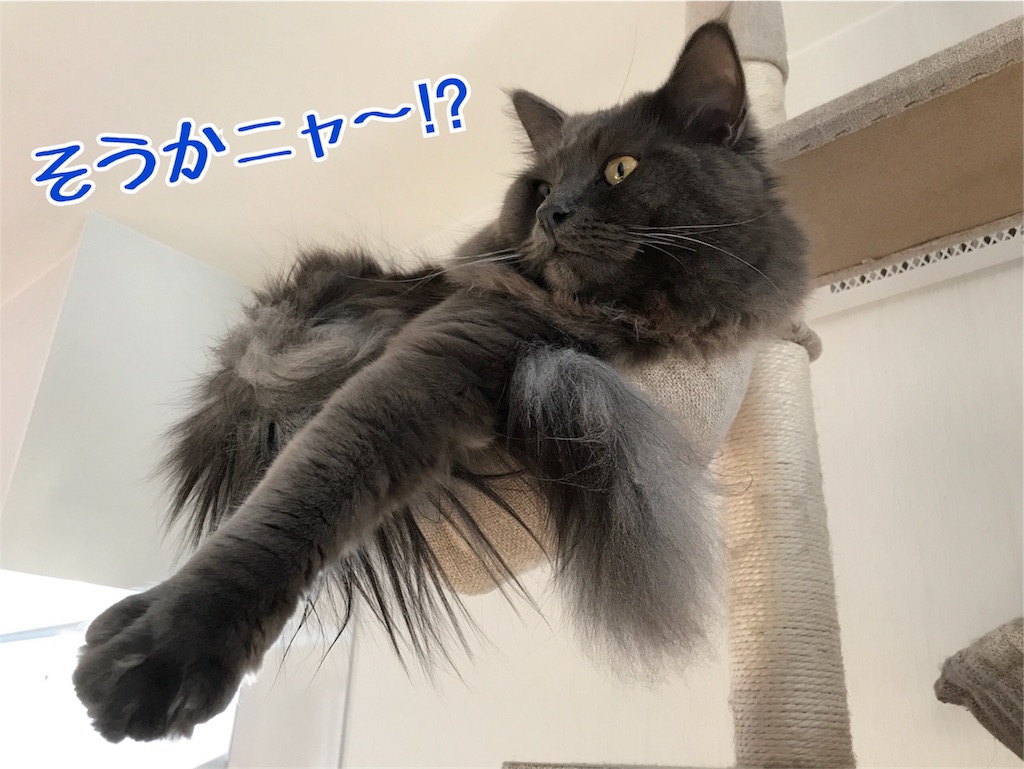 f:id:bellbelona39:20180206160502j:image f:id:bellbelona39:20180206160502j:image