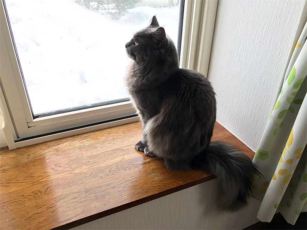 f:id:bellbelona39:20180209153509j:image