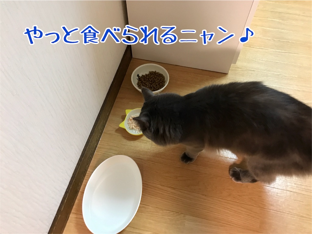 f:id:bellbelona39:20180302200613j:image f:id:bellbelona39:20180302200613j:image