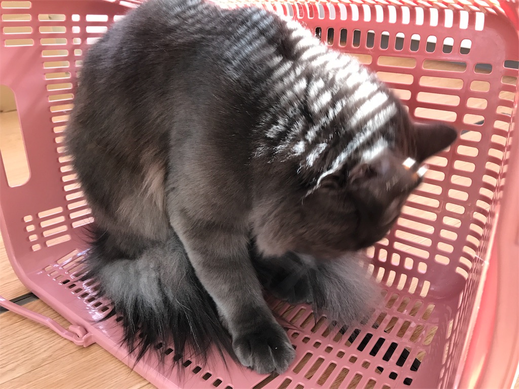 f:id:bellbelona39:20180304161251j:image