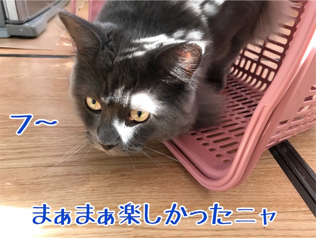 f:id:bellbelona39:20180304161347j:image