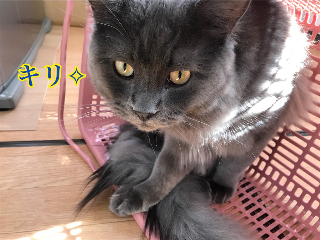 f:id:bellbelona39:20180304161459j:image