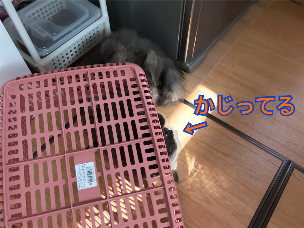 f:id:bellbelona39:20180304161714j:image