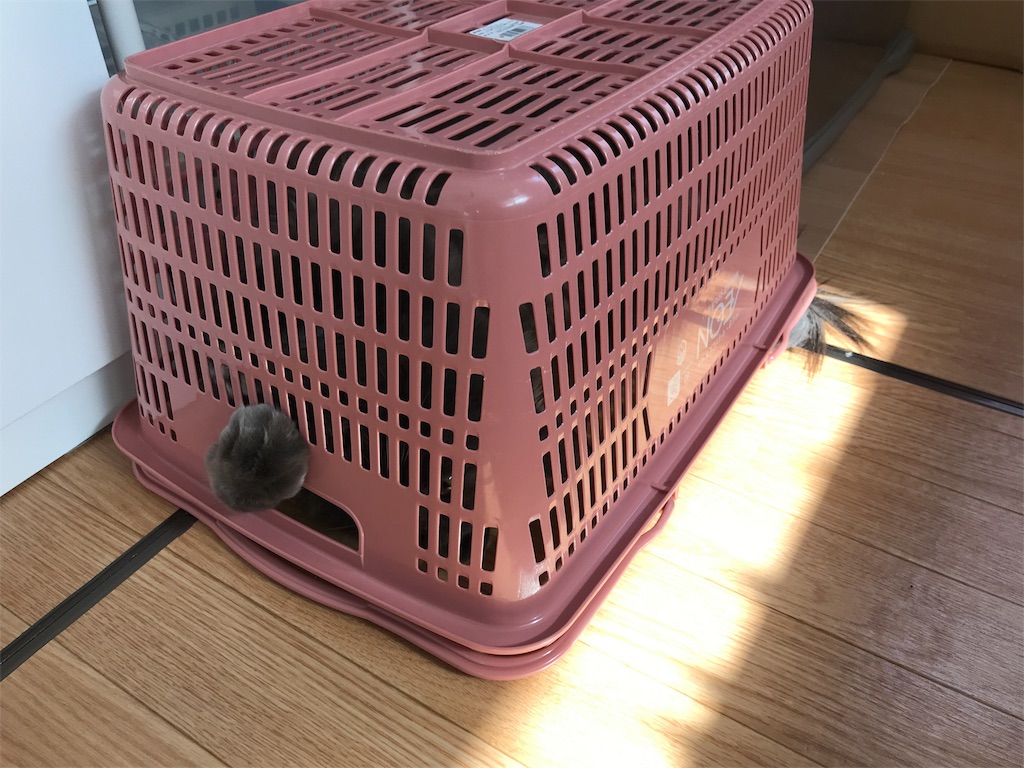 f:id:bellbelona39:20180304173731j:image