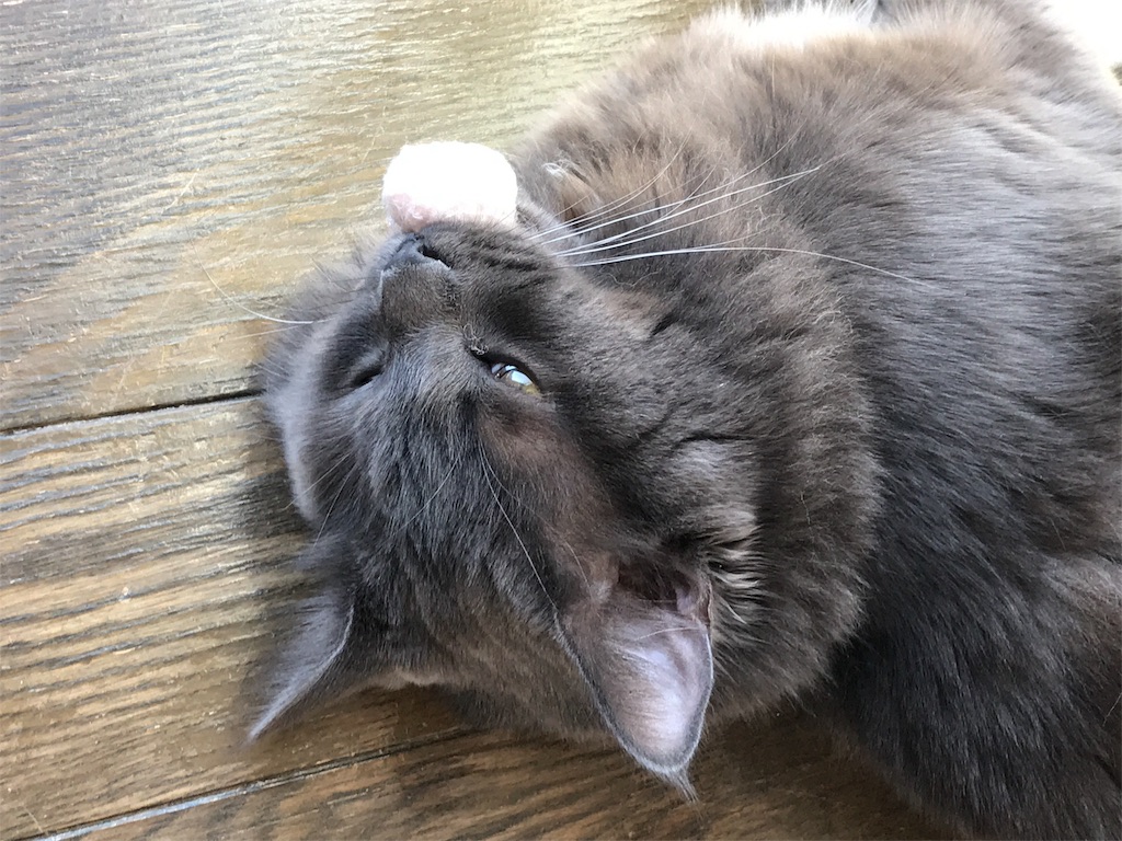 f:id:bellbelona39:20180310120717j:image