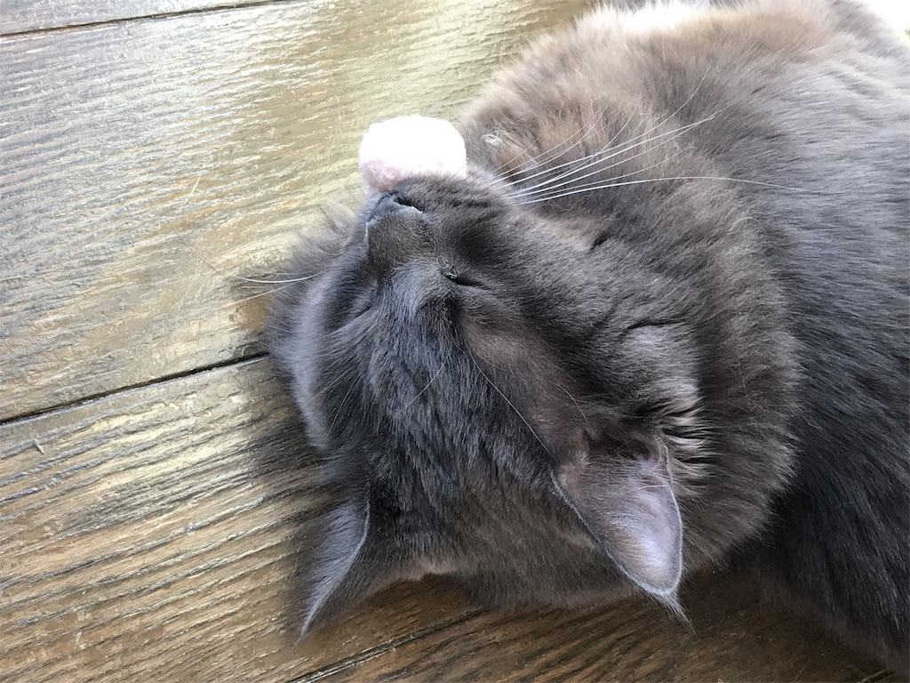 f:id:bellbelona39:20180310120733j:image