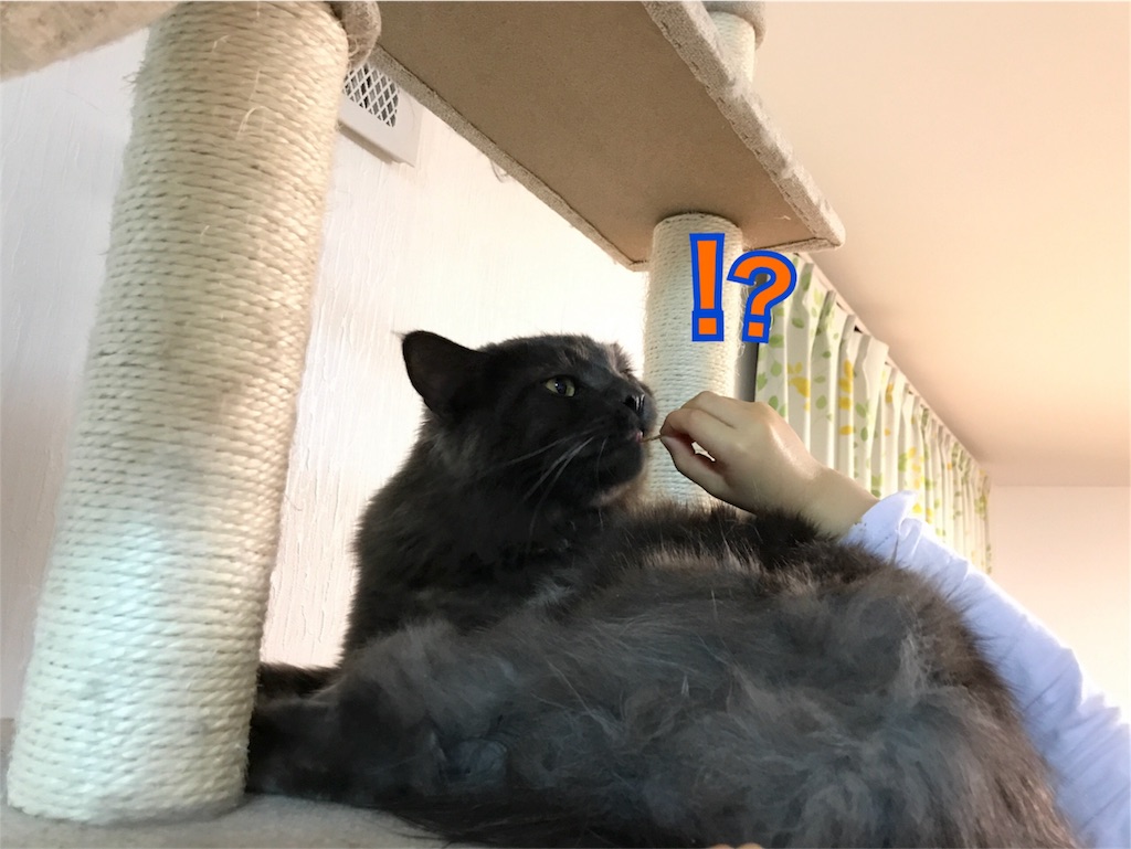 f:id:bellbelona39:20180317220007j:image