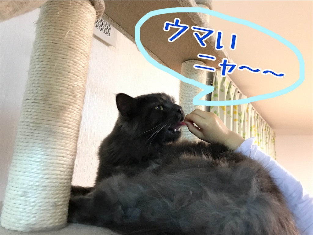 f:id:bellbelona39:20180317220023j:image