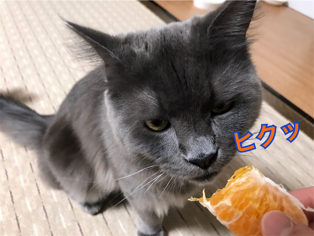 f:id:bellbelona39:20180317220303j:image