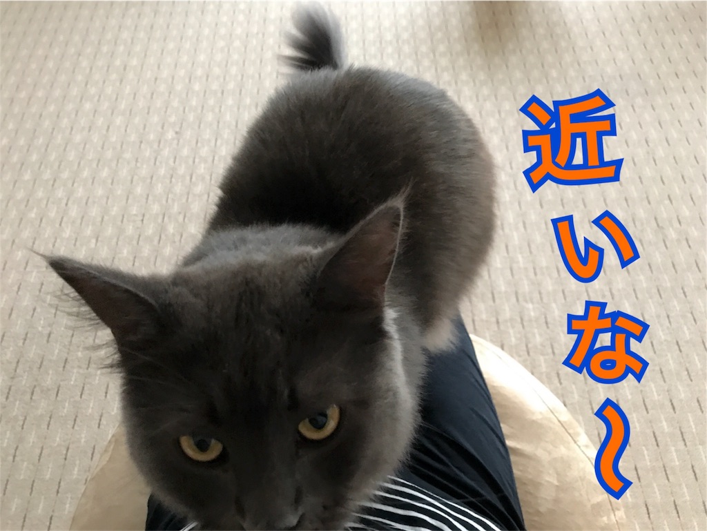 f:id:bellbelona39:20180319130134j:image f:id:bellbelona39:20180319130134j:image