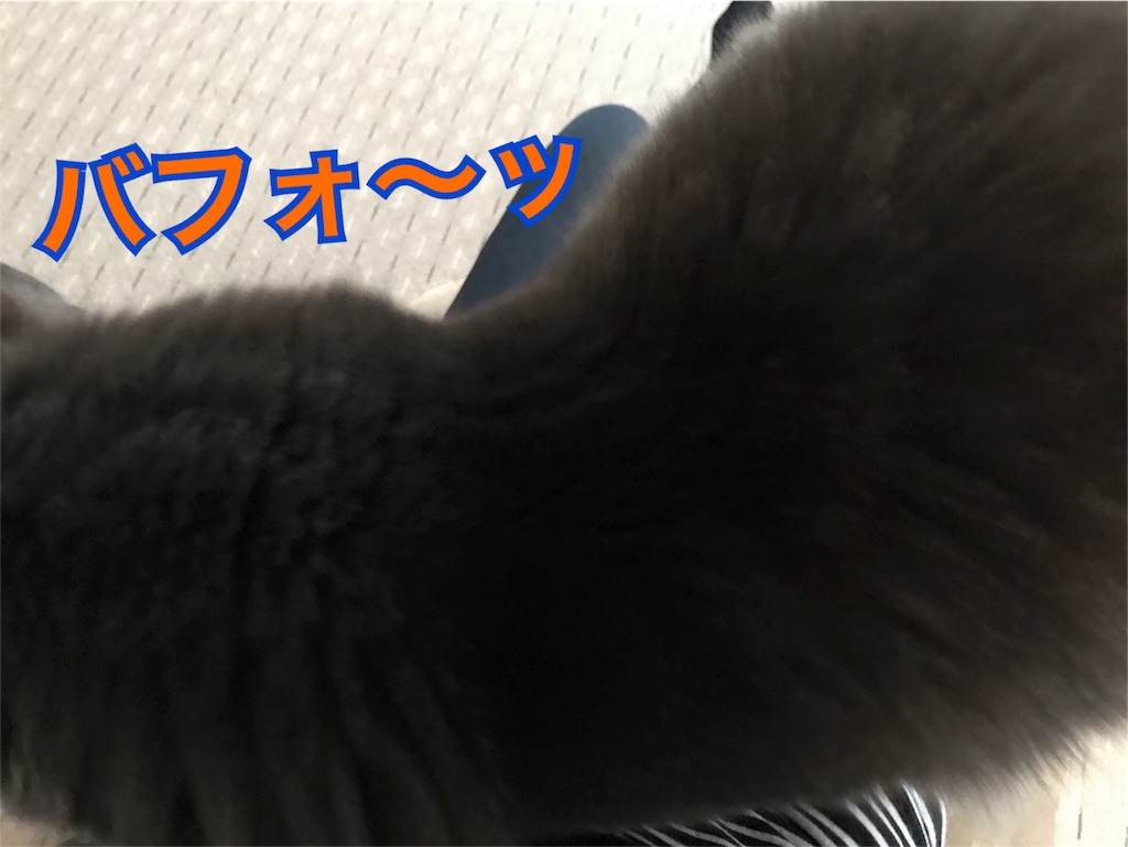 f:id:bellbelona39:20180319164653j:image f:id:bellbelona39:20180319164653j:image