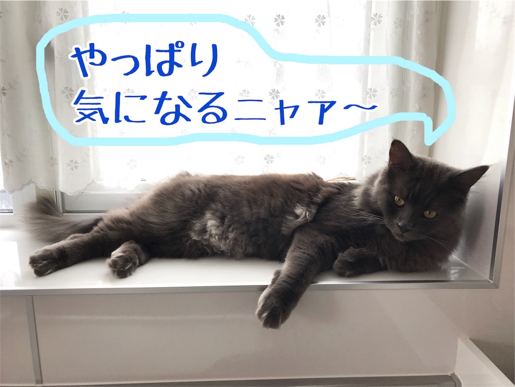 f:id:bellbelona39:20180401180103j:image f:id:bellbelona39:20180401180103j:image