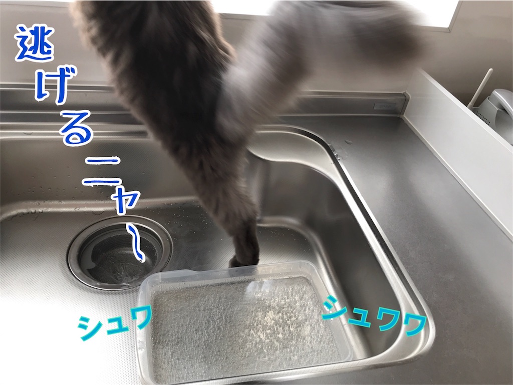 f:id:bellbelona39:20180401185428j:image f:id:bellbelona39:20180401185428j:image