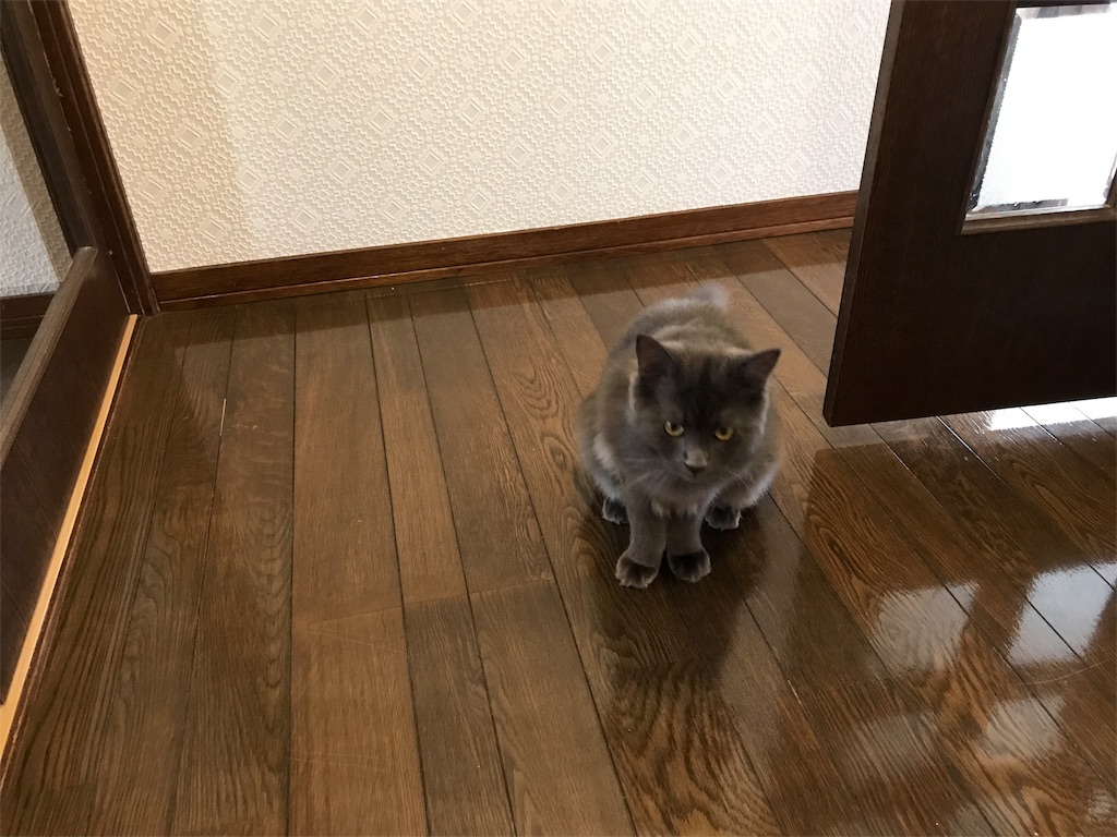f:id:bellbelona39:20180419205252j:image f:id:bellbelona39:20180419205252j:image