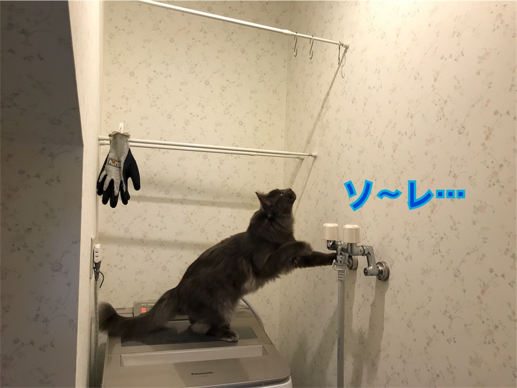 f:id:bellbelona39:20180419205452j:image f:id:bellbelona39:20180419205452j:image