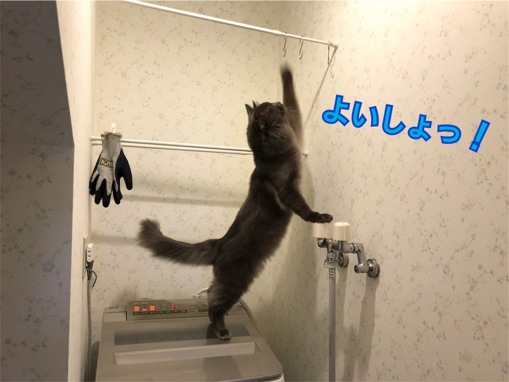 f:id:bellbelona39:20180419205510j:image f:id:bellbelona39:20180419205510j:image