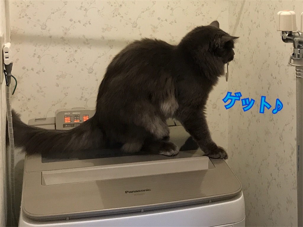 f:id:bellbelona39:20180419205601j:image f:id:bellbelona39:20180419205601j:image