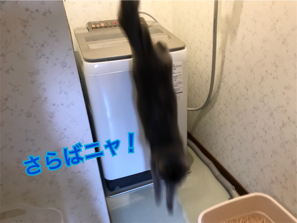f:id:bellbelona39:20180419205659j:image f:id:bellbelona39:20180419205659j:image