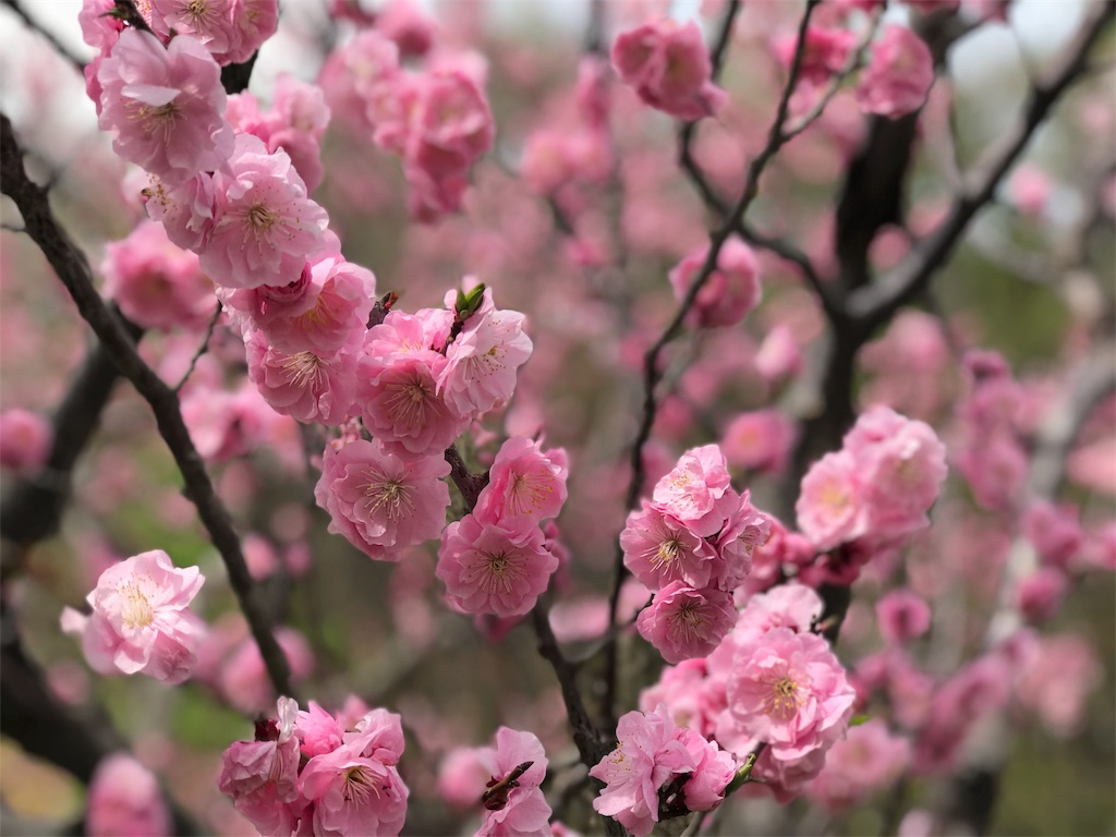 f:id:bellbelona39:20180505173732j:image