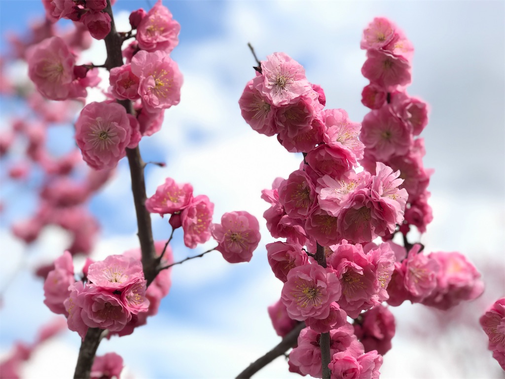 f:id:bellbelona39:20180505173744j:image