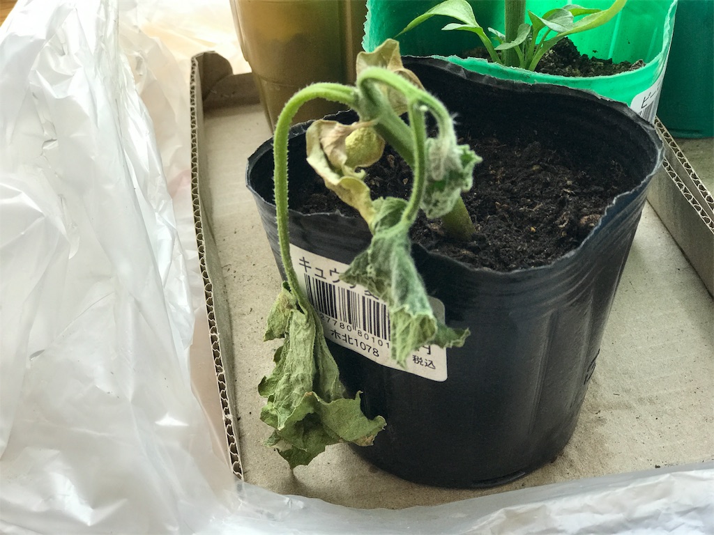 f:id:bellbelona39:20180517114925j:image