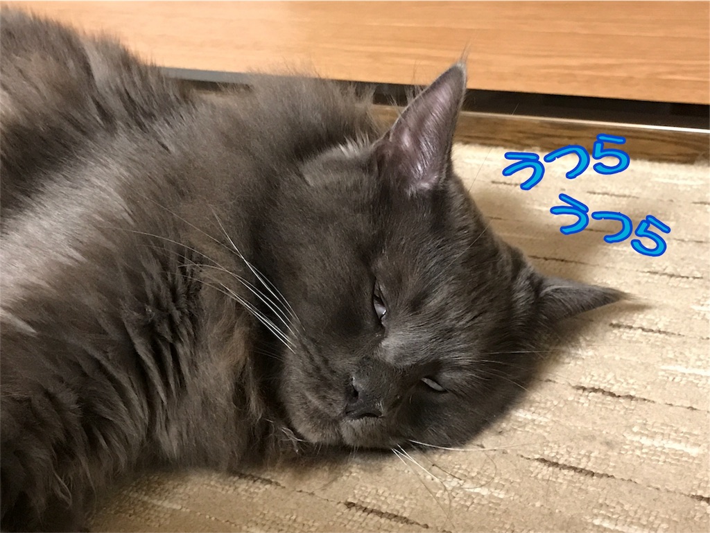 f:id:bellbelona39:20180519222807j:image f:id:bellbelona39:20180519222807j:image