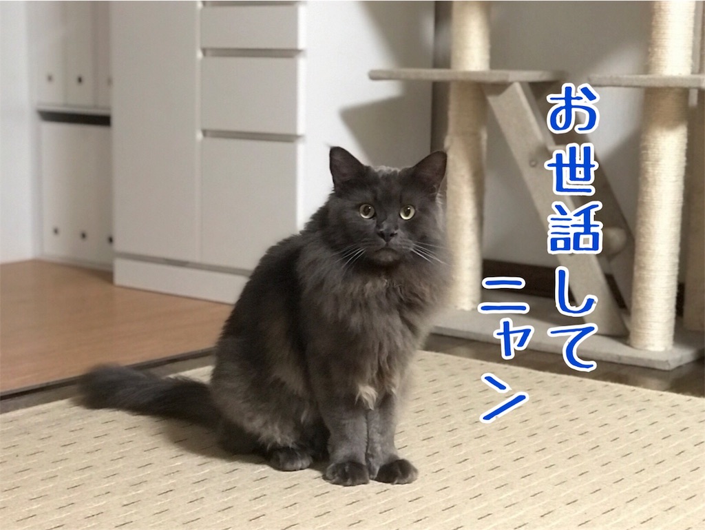 f:id:bellbelona39:20180601230224j:image