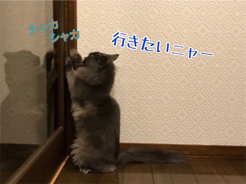 f:id:bellbelona39:20180604142104j:image