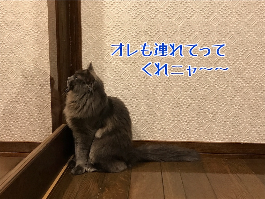 f:id:bellbelona39:20180604142109j:image