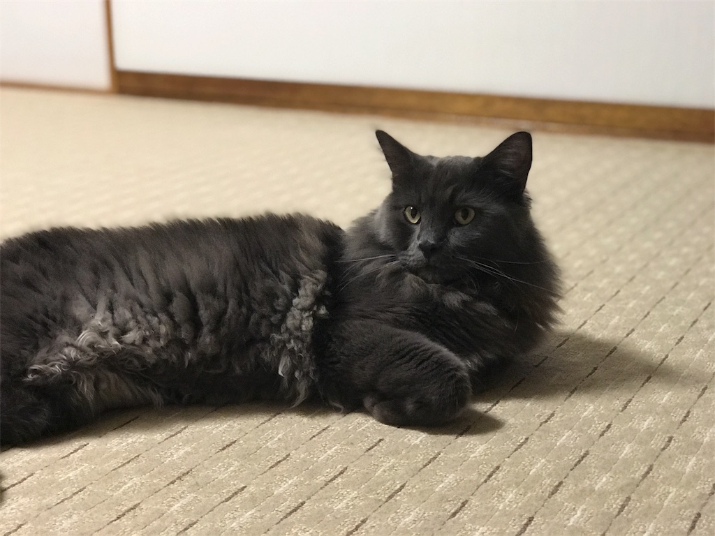 f:id:bellbelona39:20180605201435j:image