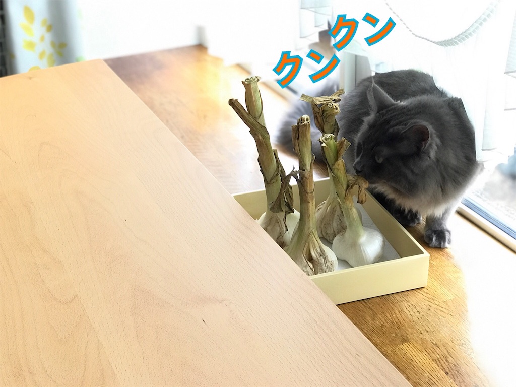 f:id:bellbelona39:20180615224949j:image