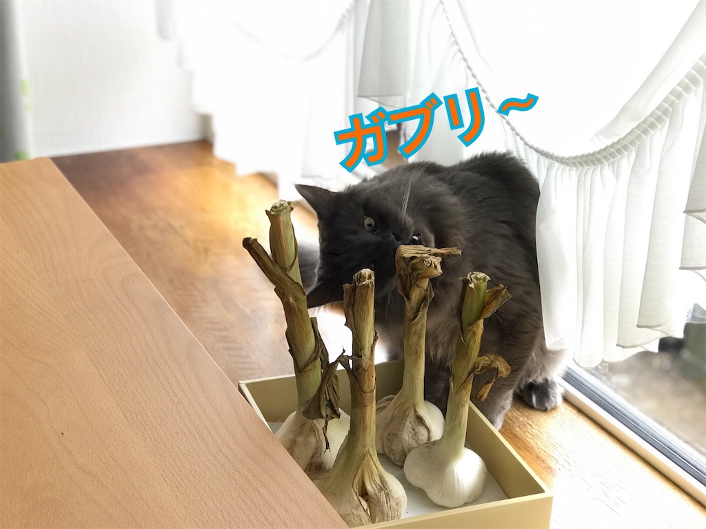 f:id:bellbelona39:20180615225109j:image