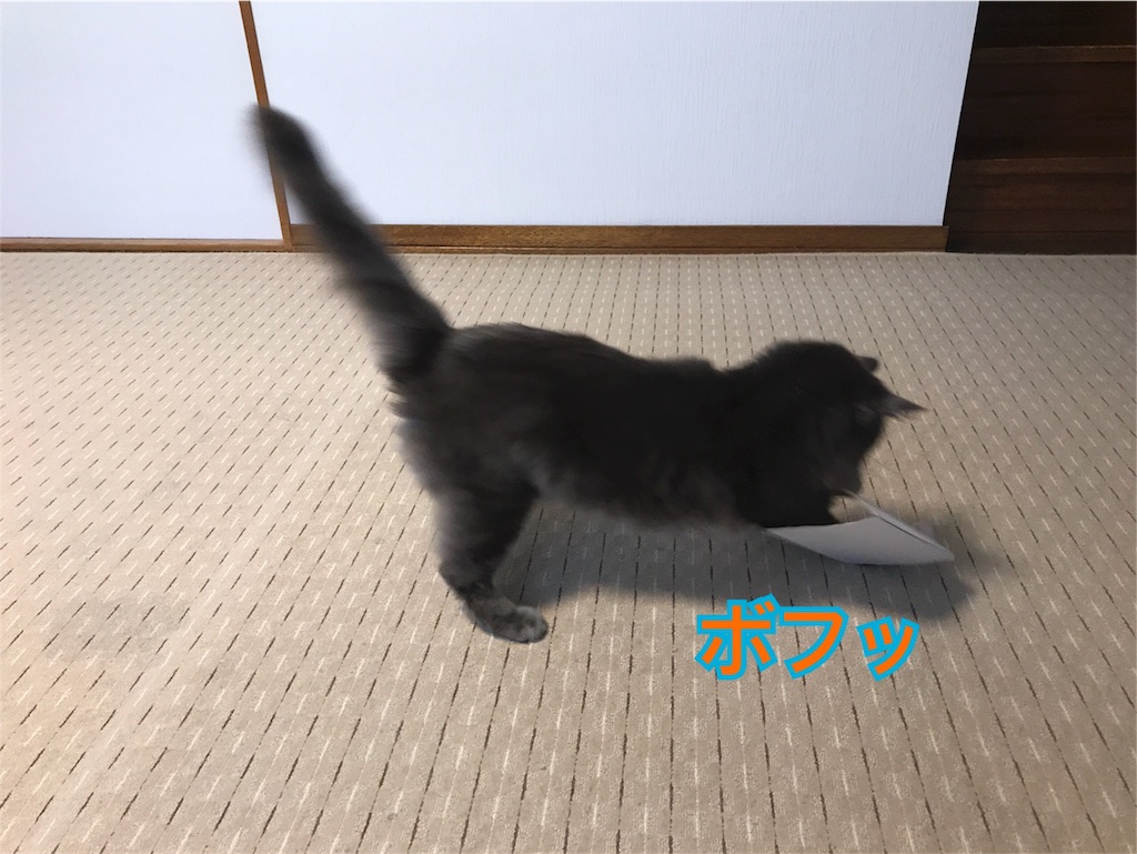 f:id:bellbelona39:20180624220155j:image f:id:bellbelona39:20180624220155j:image