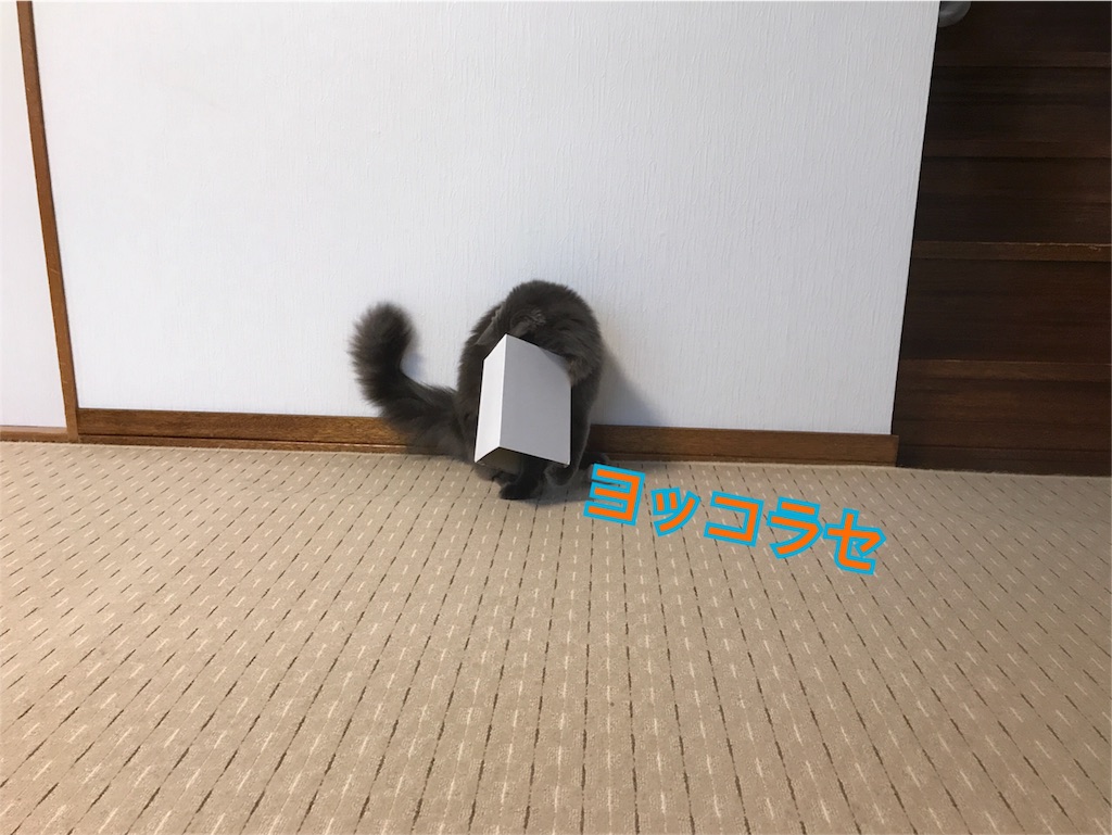 f:id:bellbelona39:20180624220324j:image f:id:bellbelona39:20180624220324j:image