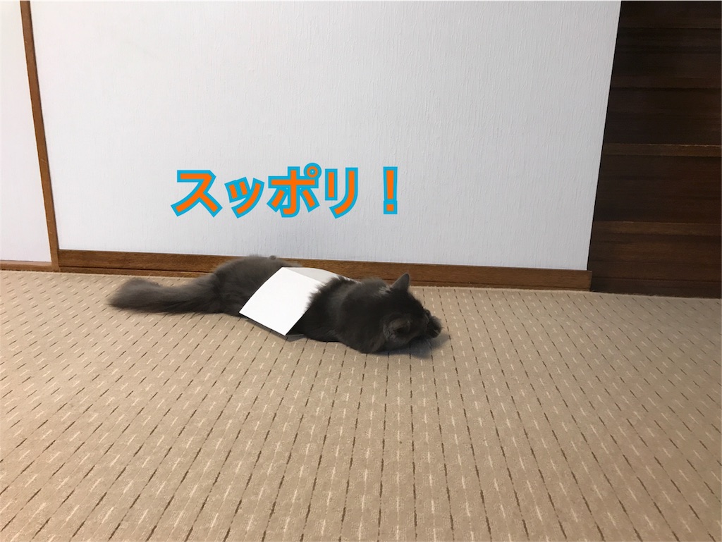f:id:bellbelona39:20180624220443j:image f:id:bellbelona39:20180624220443j:image