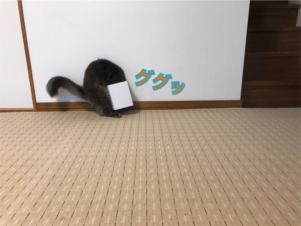 f:id:bellbelona39:20180624220616j:image f:id:bellbelona39:20180624220616j:image