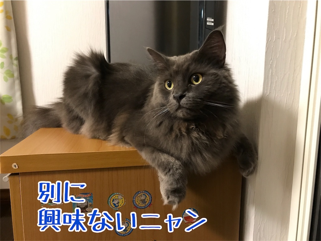 f:id:bellbelona39:20180727203355j:image f:id:bellbelona39:20180727203355j:image
