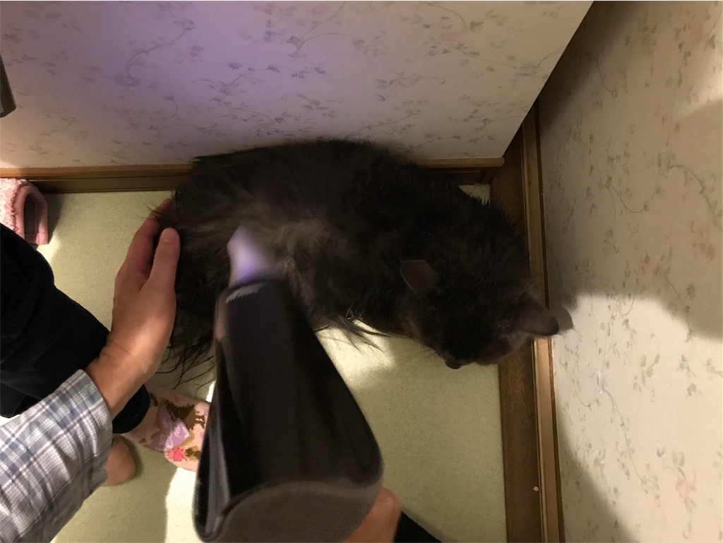 f:id:bellbelona39:20180807150407j:image f:id:bellbelona39:20180807150407j:image