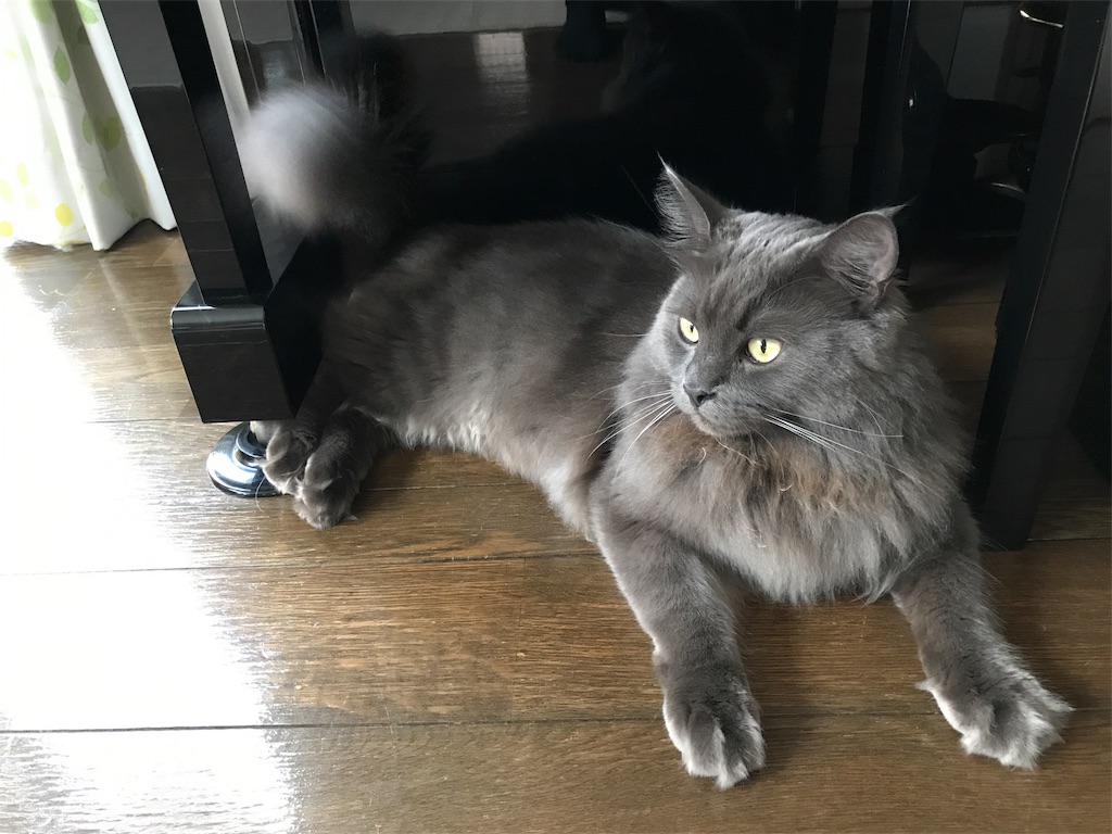 f:id:bellbelona39:20180807173036j:image f:id:bellbelona39:20180807173036j:image