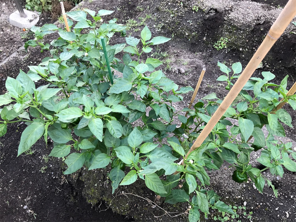 f:id:bellbelona39:20180902201446j:image