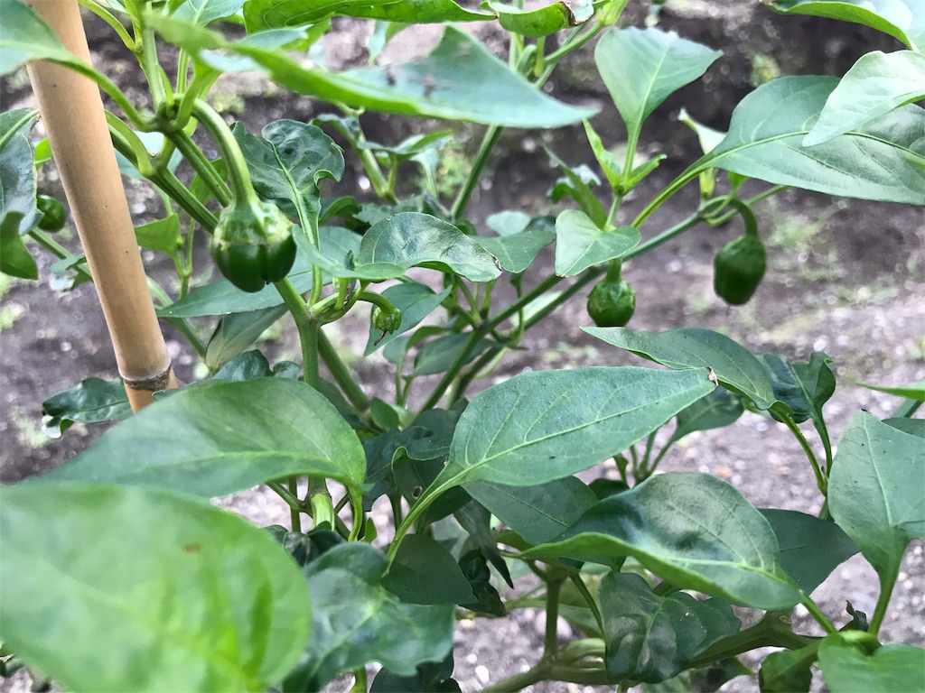 f:id:bellbelona39:20180902201644j:image