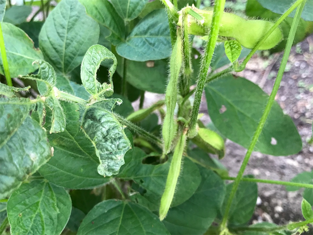 f:id:bellbelona39:20180902211710j:image