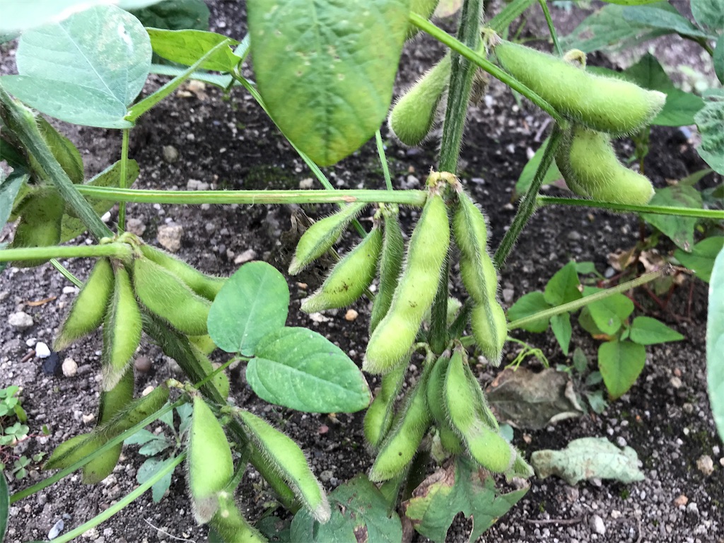 f:id:bellbelona39:20180902211837j:image