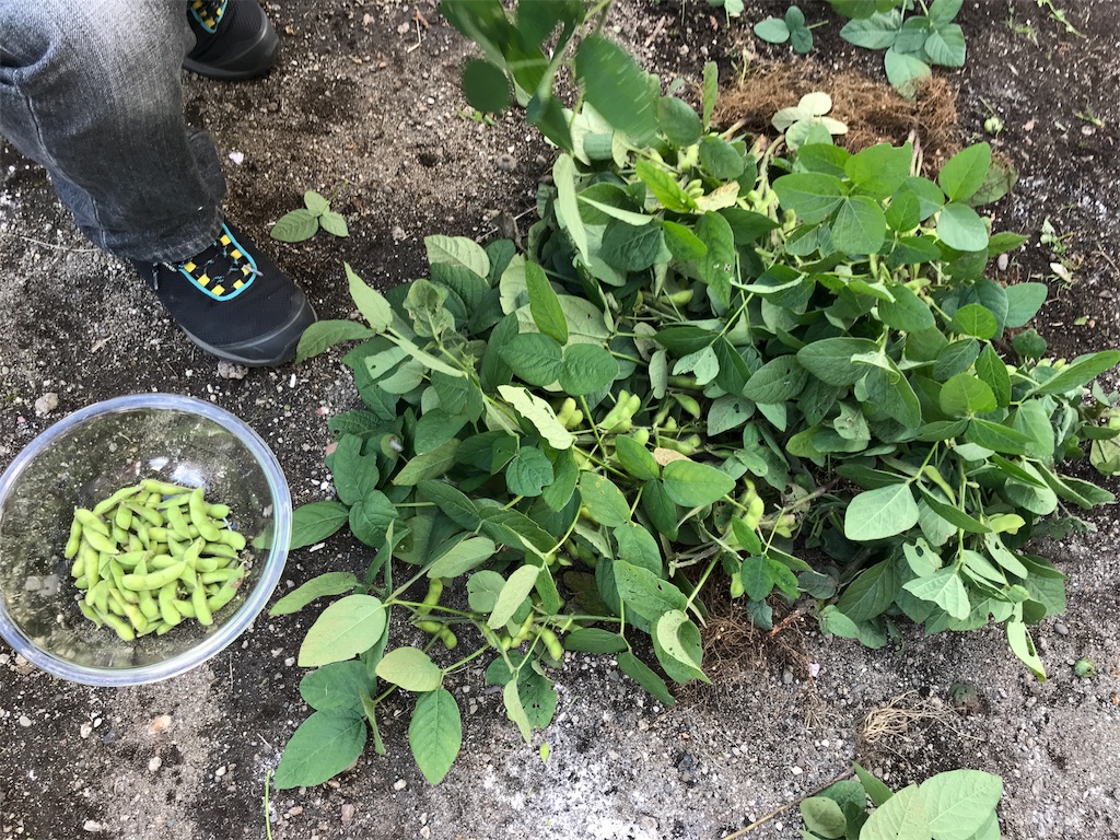 f:id:bellbelona39:20180902212146j:image