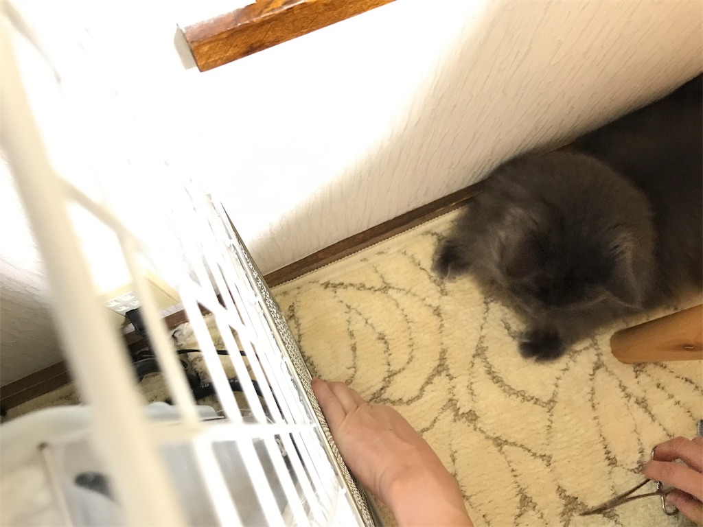 f:id:bellbelona39:20190108202706j:image